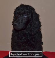 BEGIN TO DREAM Life is good